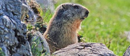 A marmot in a rocky area with green grass, standing near a rock.