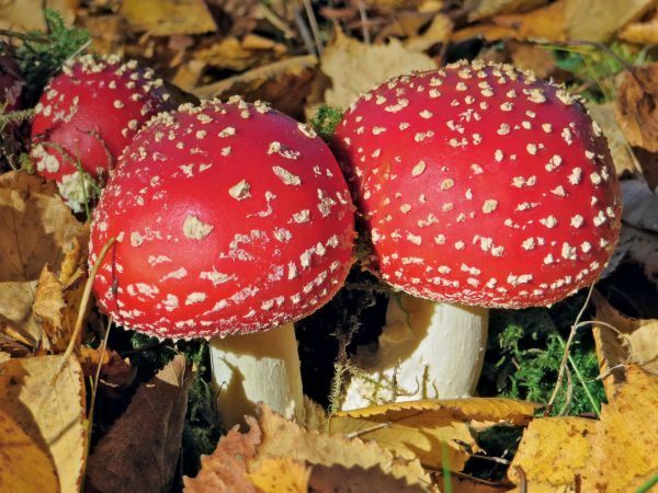 Drei rote Pilze mit weißen Flecken auf ihren Hüten wachsen auf dem Waldboden, der mit abgefallenen Blättern bedeckt ist.