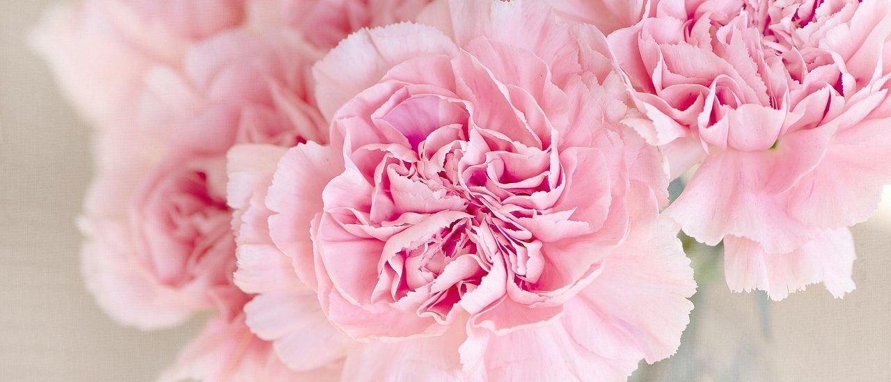 Bild enthält, Flower, Plant, Carnation, Rose