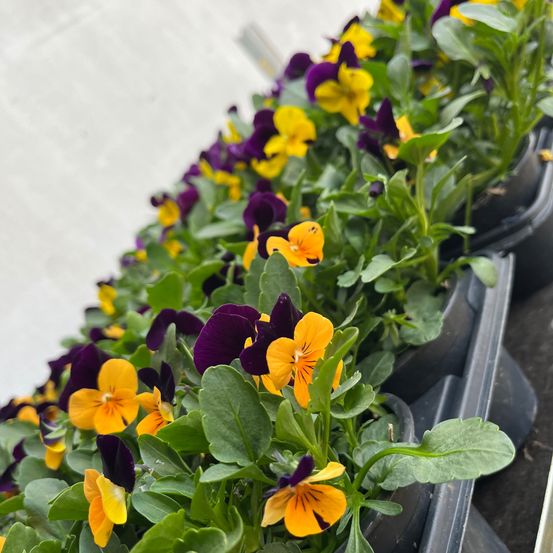 Reihen von Stiefmütterchen in verschiedenen Farben, einschließlich Gelb und Lila, sind in schwarzen Töpfen auf einem weißen Hintergrund angeordnet.
