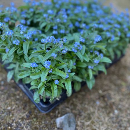 Eine Nahaufnahme eines mit blauen Vergissmeinnicht-Blumen und grünen Blättern gefüllten Pflanzbehälters. Die Blüten sind klein, rund und haben eine hellblaue Farbe.