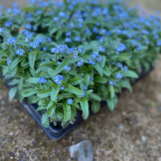 Eine Nahaufnahme eines mit blauen Vergissmeinnicht-Blumen und grünen Blättern gefüllten Pflanzbehälters. Die Blüten sind klein, rund und haben eine hellblaue Farbe.