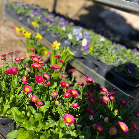 Ein Garten mit einer Vielzahl von Blumen in Töpfen, darunter rosa, gelb und lila, mit grünen Blättern. Die Blumen stehen in Reihen auf einer Metallstruktur.