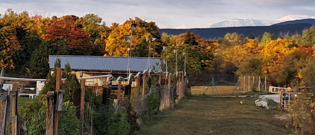 Eine Landschaft mit einer Reihe von Bäumen und Sträuchern hinter einem Zaun. Ein Gebäude mit einem Metalldach ist im Hintergrund zu sehen. Das Gebiet ist von Bergen in der Ferne umgeben.