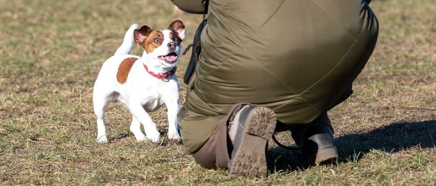 Ein Hund mit rotem Halsband läuft auf einem Grasfeld. Eine Person in einer grünen Jacke kniet in der Nähe.