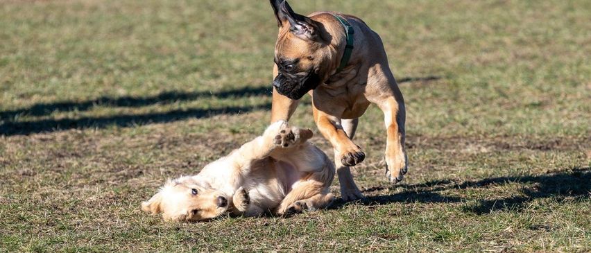 Two dogs are playing in a grassy field. A golden retriever is on the ground, and a larger dog is jumping on it. The larger dog has a green collar.