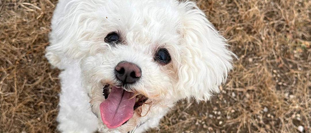 Ein kleiner weißer Hund mit einem flauschigen Schwanz steht auf trockenem Gras und schnauft mit heraushängender Zunge.