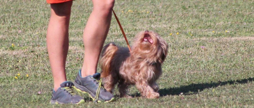 Eine Person in orangefarbenen Shorts und Turnschuhen spaziert mit einem kleinen, hellbraunen Hund an der Leine durch ein Grasfeld.