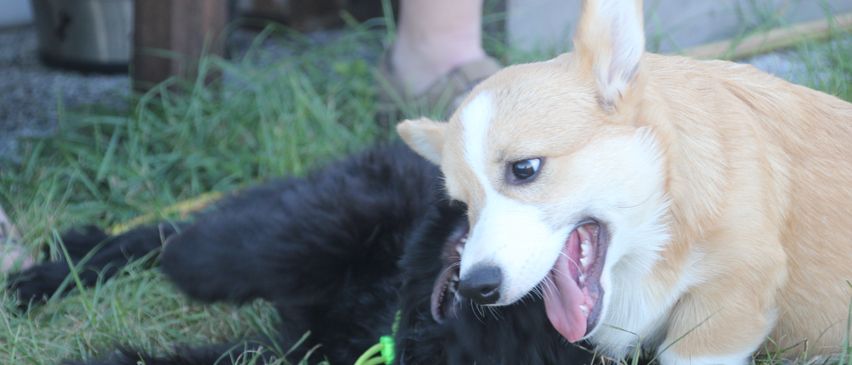 Ein hellbrauner Corgi mit weißen Flecken schnauft und spielt mit einem schwarzen Hund auf dem Gras.