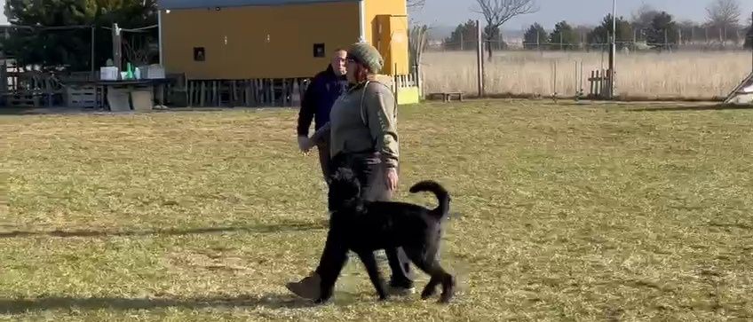 Zwei Personen trainieren einen schwarzen Hund auf einem Freiluftfeld mit einer gelben Struktur hinter ihnen.