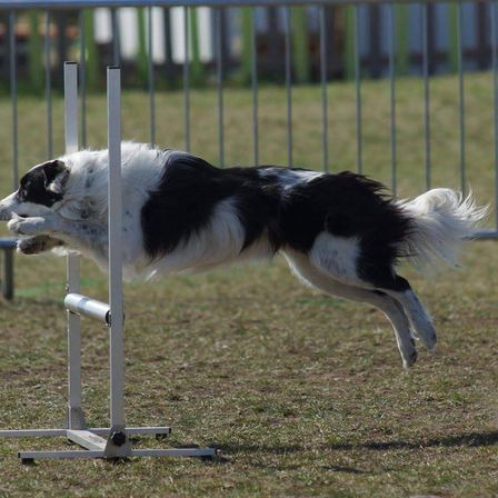 Ein schwarz-weißer Hund springt über ein Hindernis in einem Außenbereich, möglicherweise ein Hunde-Agility-Event.