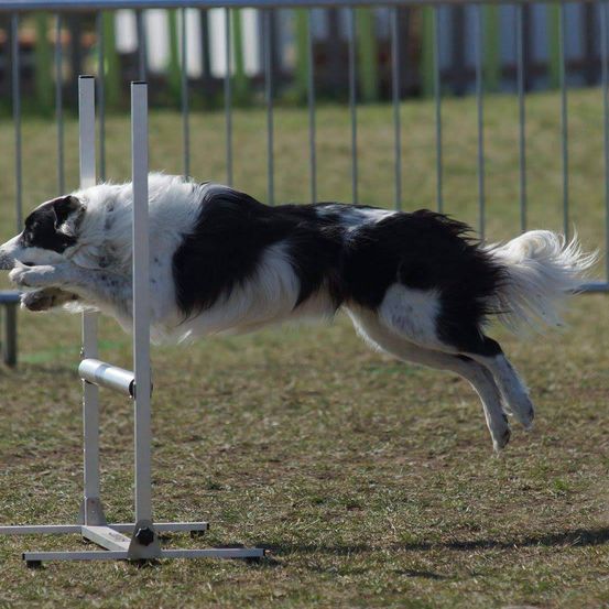 Ein schwarz-weißer Hund springt über ein Hindernis in einem Außenbereich, möglicherweise ein Hunde-Agility-Event.