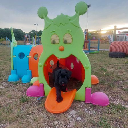 Ein kleiner schwarzer Hund spielt in einer großen bunten Spielstruktur auf einer Wiese, unter einem teilweise bewölkten Himmel.