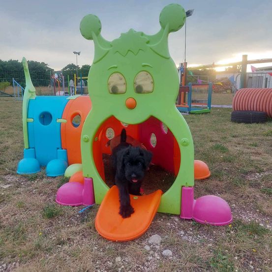 Ein kleiner schwarzer Hund spielt in einer großen bunten Spielstruktur auf einer Wiese, unter einem teilweise bewölkten Himmel.