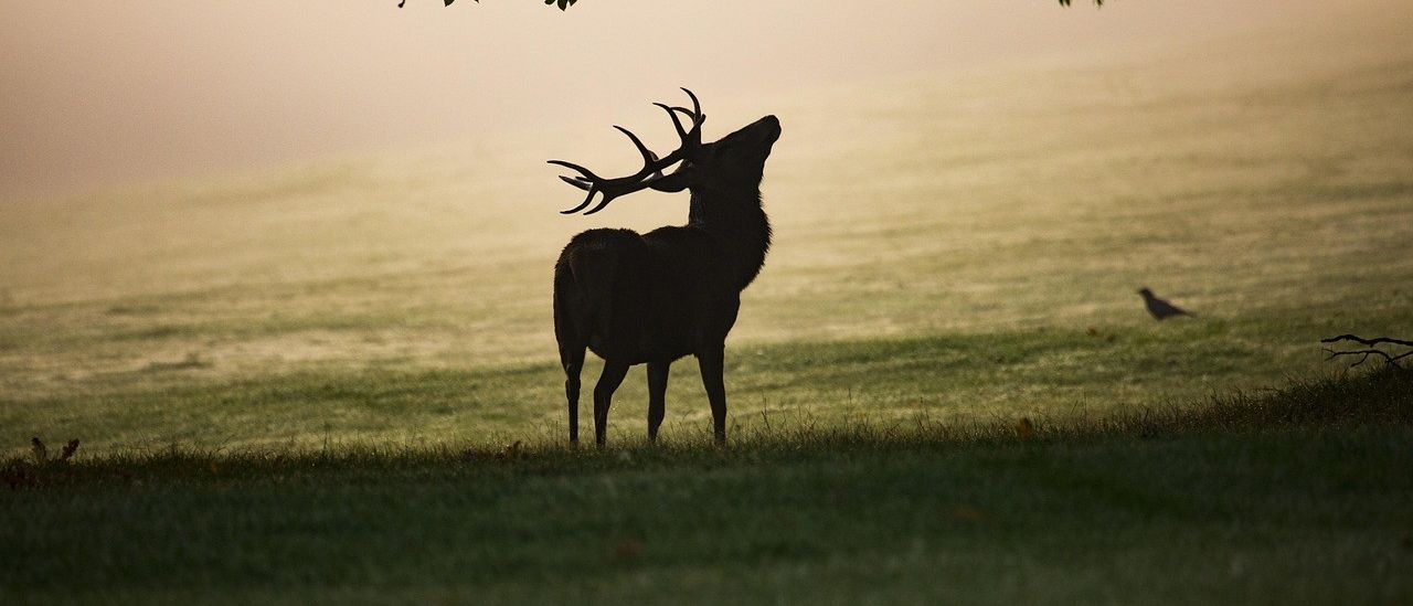 Ein Hirsch mit großen Geweihen steht aufmerksam unter einem Baum, den Kopf erhoben, in einem grasigen Feld. Ein Vogel ist im Hintergrund sichtbar.