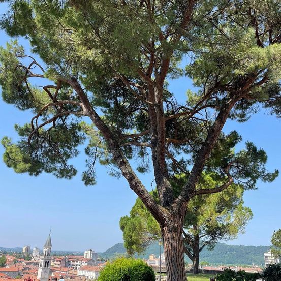 Ein großer Baum steht prominent in einem Park mit einer Stadtlandschaft im Hintergrund. Die Äste des Baumes breiten sich unter einem klaren blauen Himmel aus. Gebäude mit roten Dächern sind in der Ferne sichtbar.