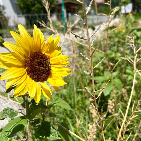 Eine Sonnenblume mit einer Biene darauf steht inmitten eines Gartens mit grünen Pflanzen. Die Sonnenblume hat gelbe Blütenblätter und ein braunes Zentrum.