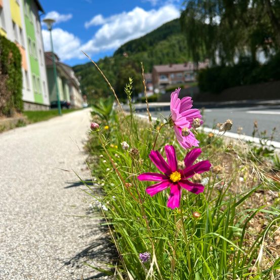 Ein Gehweg mit Gras und rosa Blumen entlang der Seite, Gebäude auf der linken Seite, eine Straße und ein Berg im Hintergrund.