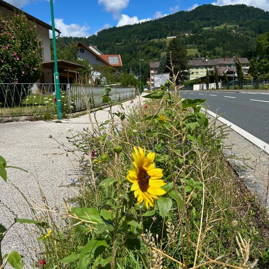 Ein sonniger Tag mit einer einzelnen Sonnenblume in einem grasigen Bereich neben einer Straße, mit Häusern und Bergen im Hintergrund.