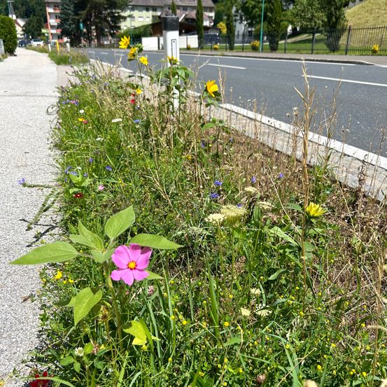 Ein farbenfroher Straßenrand mit einer Mischung aus Wildblumen und hohen Gräsern. Zu den Blumen gehören Gelb- und Rosatöne, während das Gras eine Mischung aus Grün und Braun ist.