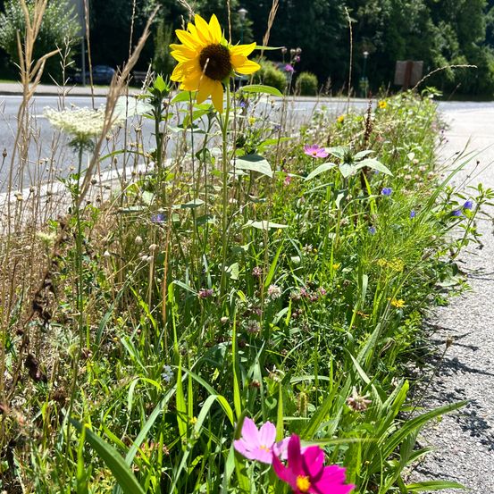 Ein farbenfroher Garten mit Sonnenblumen, rosa Kosmeen und anderen Wildblumen wächst entlang einer Straße, mit hohen Bäumen und einem Auto in der Ferne.