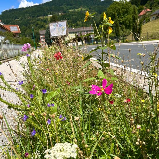Ein farbenfroher Straßenrandgarten mit einer Vielzahl von Wildblumen in Rosa-, Lila- und Gelbtönen wächst entlang eines Kieswegs in der Nähe einer ruhigen Straße. Im Hintergrund sind Häuser und eine Werbetafel vor einer Hügelkulisse zu sehen.