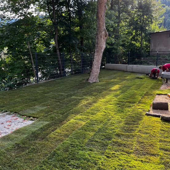 Zwei Arbeiter installieren einen neuen Rasen auf einem grünen Feld mit Bäumen und einem Gebäude im Hintergrund. Der Bereich ist eingezäunt, und es gibt einige aufgerollte Erdteile.