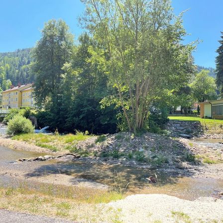 Bild enthält, Vegetation, Tree, Fir, Nature, Outdoors, Scenery, Grove, Land, Woodland, Shelter