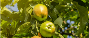 Eine Nahaufnahme eines Baumzweigs mit mehreren grünen Äpfeln, einige reif und einige nicht. Die Äpfel sind von grünen Blättern umgeben.