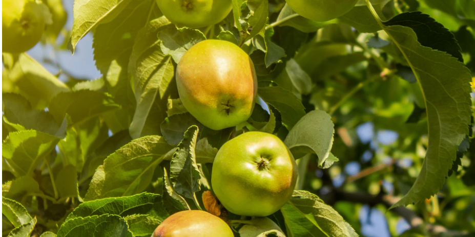 A close-up view of a tree branch with several green apples, some ripe and some not. The apples are surrounded by green leaves.