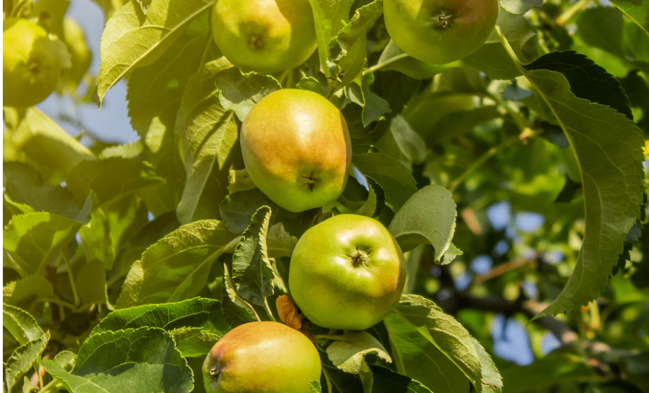 Eine Nahaufnahme eines Baumzweigs mit mehreren grünen Äpfeln, einige reif und einige nicht. Die Äpfel sind von grünen Blättern umgeben.