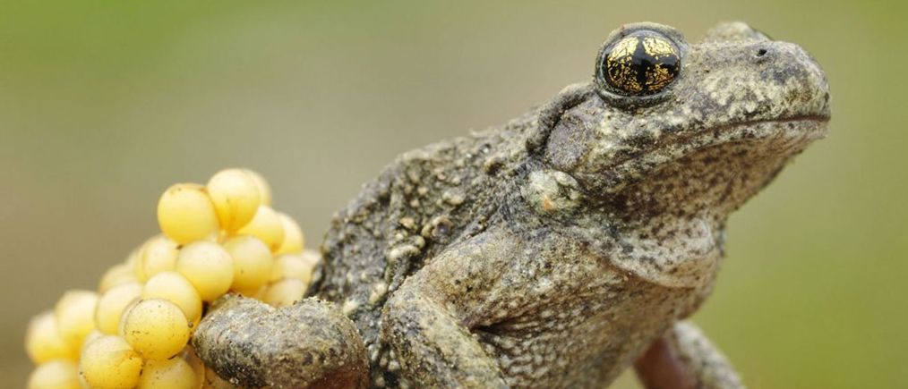 Ein Frosch mit goldenen Augen sitzt auf einem Felsen und bewacht eine Ansammlung gelber Eier. Der Hintergrund ist unscharf und konzentriert sich auf die detaillierte Textur des Frosches.