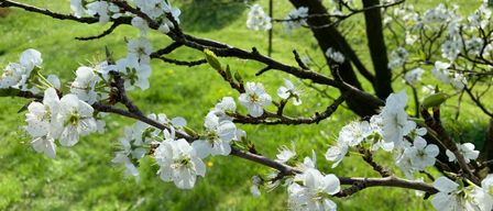 Ein Nahaufnahme eines Zweigs mit weißen Blüten und grünen Blättern. Es ist von einem grünen Feld mit einigen Pflanzen umgeben.