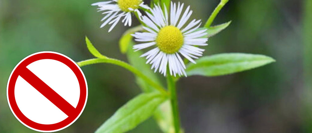Nahaufnahme von weißen Gänseblümchen mit einem Verbotsschild im Vordergrund. Die Blüten haben gelbe Zentren und weiße Blütenblätter.
