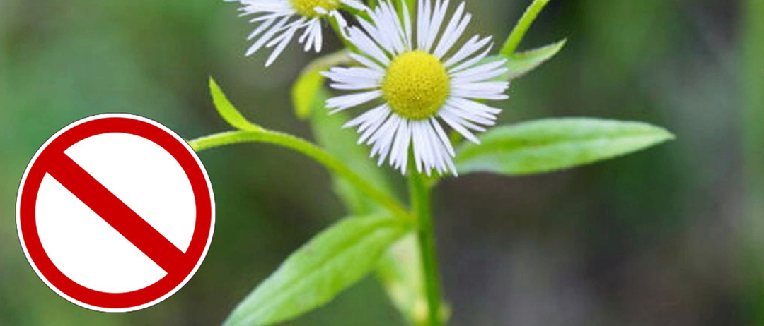 Nahaufnahme mehrerer weißer Gänseblümchen mit gelben Zentren. Ein Verbotsschild ist links unten überlagert.
