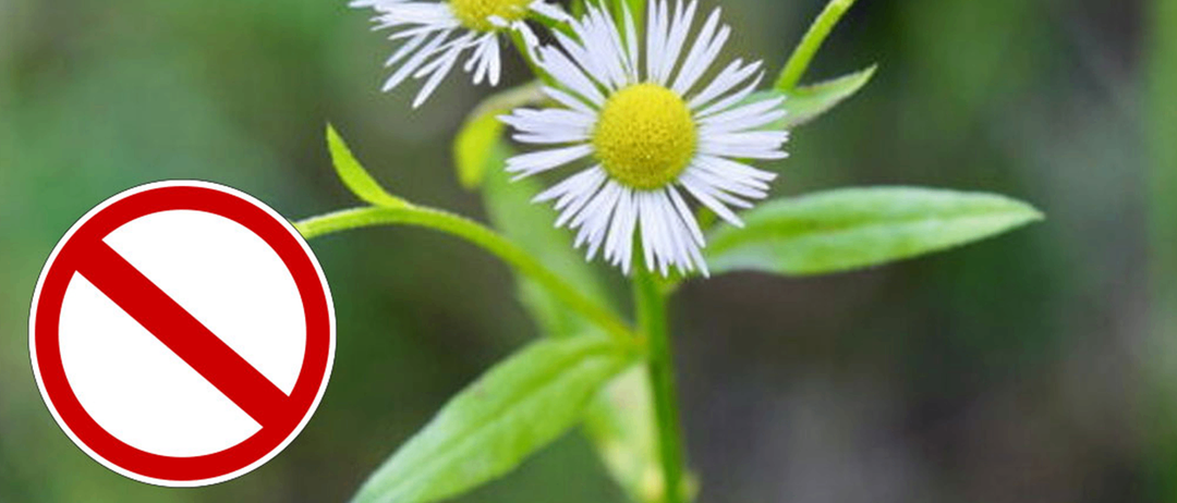 Ein Nahaufnahme mehrerer weißer Gänseblümchen mit gelben Zentren, vor einem unscharfen grünen Hintergrund. Ein roter Kreis mit einer diagonalen Linie zeigt ein Verbot an.