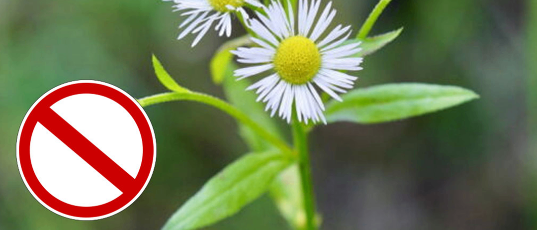 Ein Nahaufnahmebild mehrerer weißer Blumen mit gelben Zentren, umgeben von grünen Blättern. Ein rotes 'Nein'-Schild befindet sich in der unteren linken Ecke.