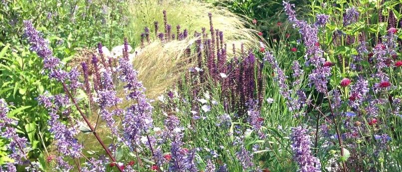 Ein Garten mit verschiedenen bunten Blumen und Pflanzen, einschließlich lila und roter Blumen, hoher Gras und blattreiche grüne Pflanzen.