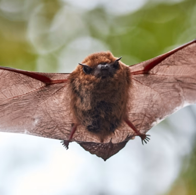 Ein Nahaufnahme-Bild einer braunen Fledermaus im Flug, mit weit ausgebreiteten Flügeln und roten Membranen. Die Fledermaus schaut nach links, mit einem unscharfen Hintergrund aus grünen Blättern.