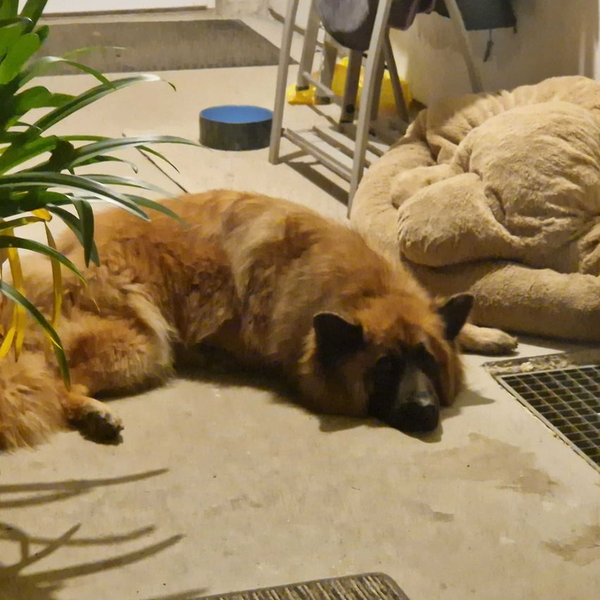 Bild enthält, Plant, Potted Plant, Interior Design, Floor, Animal, Canine, Mammal, Dog, Pet, Flooring