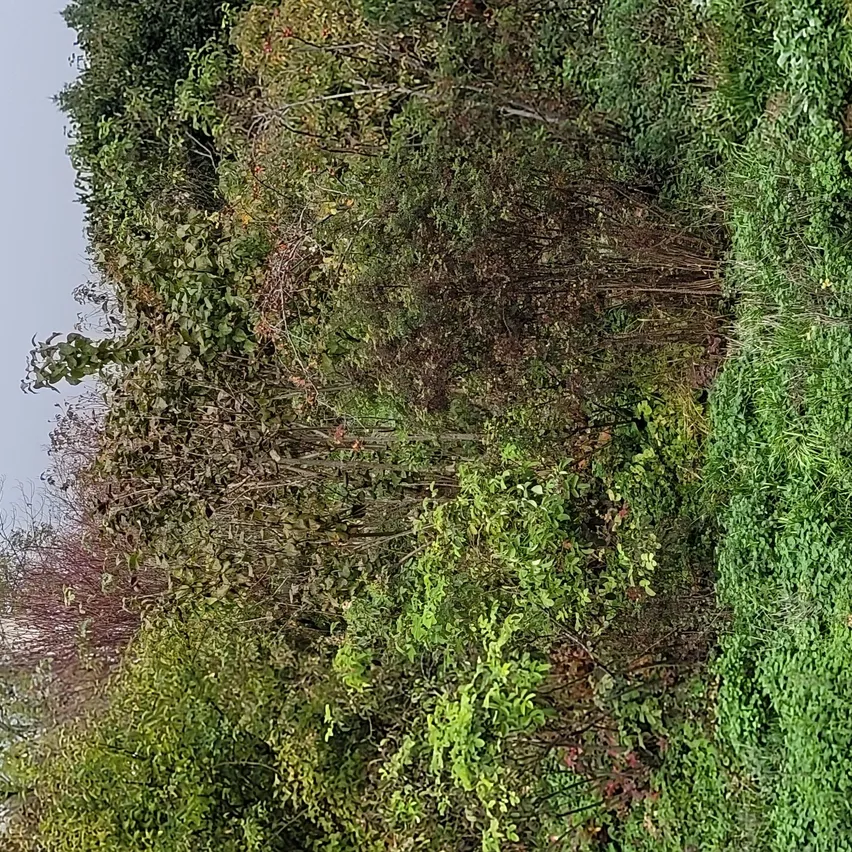 Eine Luftaufnahme eines dicht bewaldeten Gebiets mit verschiedenen Bäumen und Sträuchern. Die Bäume haben eine Mischung aus grünen und gelben Blättern, was auf einen Übergang in den Herbst hinweist. Der Boden ist mit Gras und kleinen Pflanzen bedeckt.