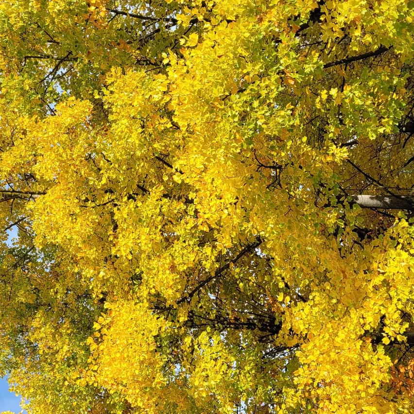 Ein Baum mit hellgelben Blättern im Herbst, von unten gesehen mit Ästen gegen einen blauen Himmel.