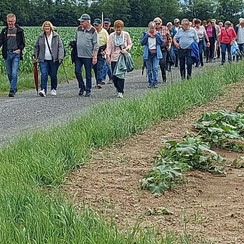 A group of people are walking on a gravel path in a cornfield with green trees and grass.