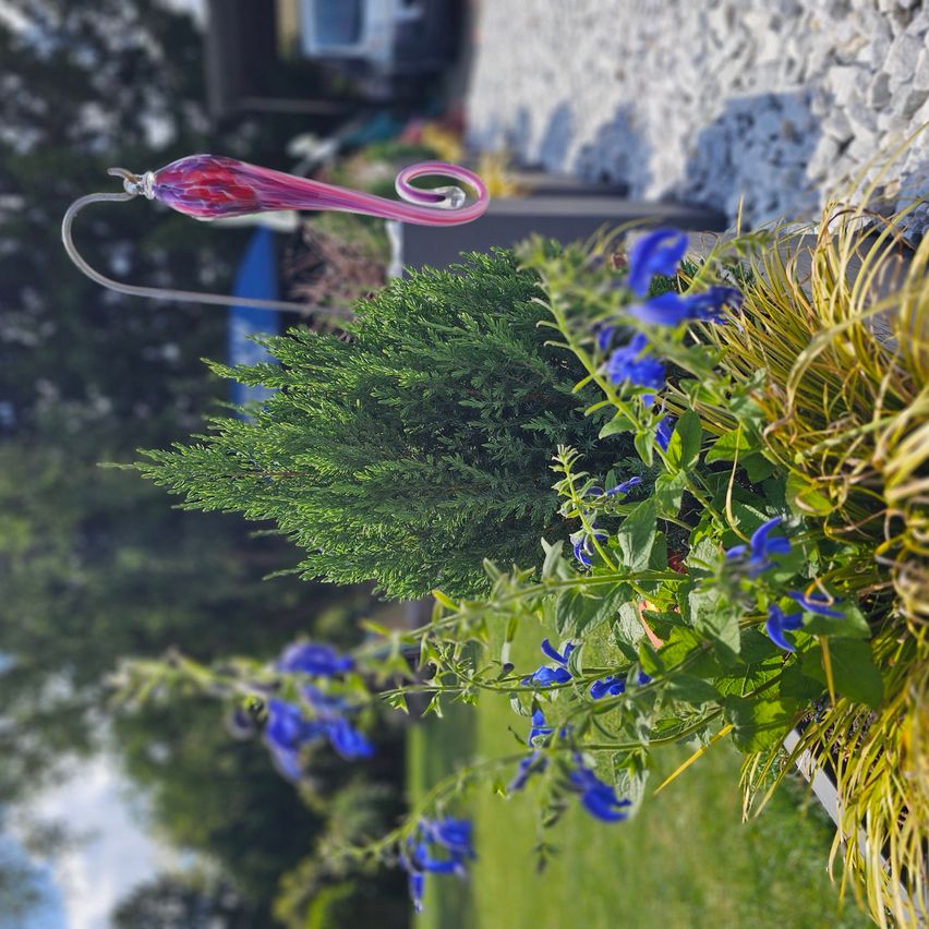 Ein rosa Glasornament hängt über einem grünen Busch mit blauen Blüten. Die Umgebung umfasst eine Steinmauer, Gras und Bäume.