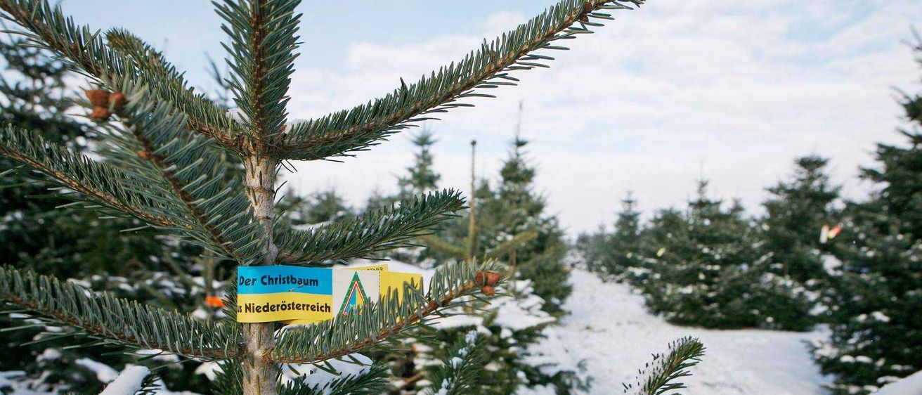 Bild enthält, Plant, Tree, Pine, Fir, Vegetation, Conifer, Christmas, Christmas Decorations, Festival