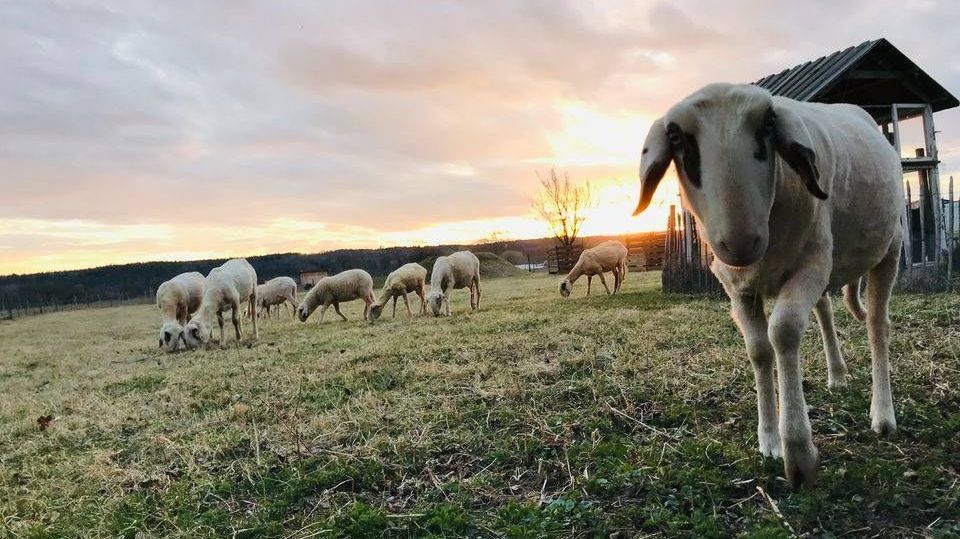 v1_migrated_image_38282785