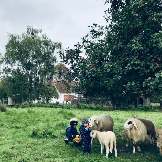 Zwei Kinder sitzen auf einer Bank in einem Feld und füttern ein Schaf mit Äpfeln. Dahinter grasen weitere Schafe. Im Hintergrund stehen Bäume, ein Haus und bewölkter Himmel.