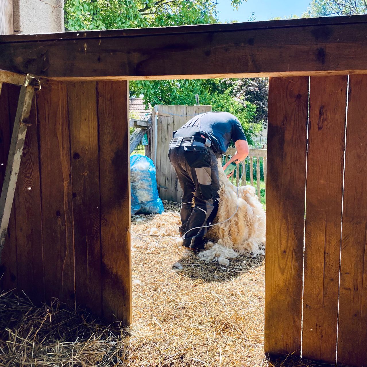 A man in a barn shears a sheep while surrounded by straw and wooden fences. Trees and a building are visible through the open doors.
