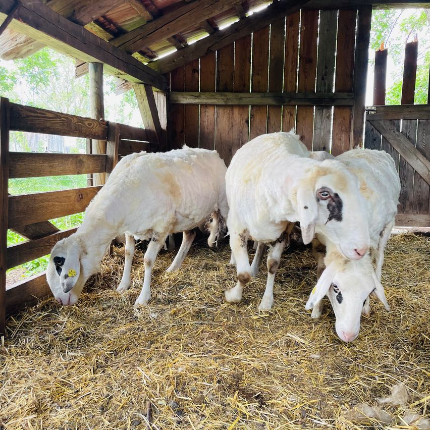 Three sheep are eating hay inside a barn with wooden walls and a wooden gate. The sheep are white with some brown patches.