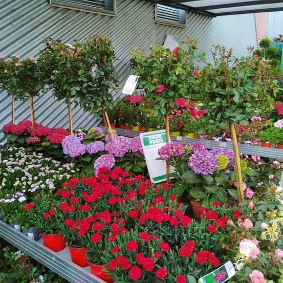 Bild enthält, Potted Plant, Flower, Geranium, Garden, Nature, Herbal, Planter, Flower Arrangement, Dahlia, Flower Bouquet